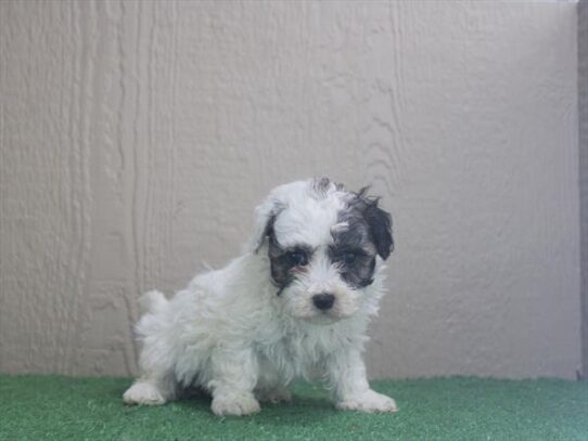 [#261051-05] Sable F Maltipoo Puppies For Adoption