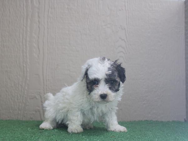 Maltipoo - 5964996 Image #1
