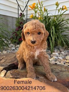 [#26270-02] Red F Bernedoodle Mini 2nd Gen Puppies For Adoption
