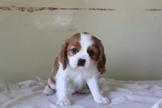 [#261020-01] Blenheim M Cavalier King Charles Spaniel Puppies For Adoption