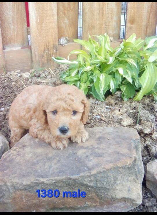 [#26287-01] Apricot M Poodle Mini Puppies For Adoption
