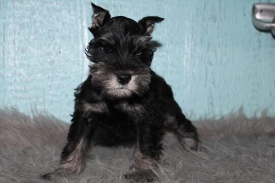 [#26845-02] Black M Miniature Schnauzer Puppies For Adoption