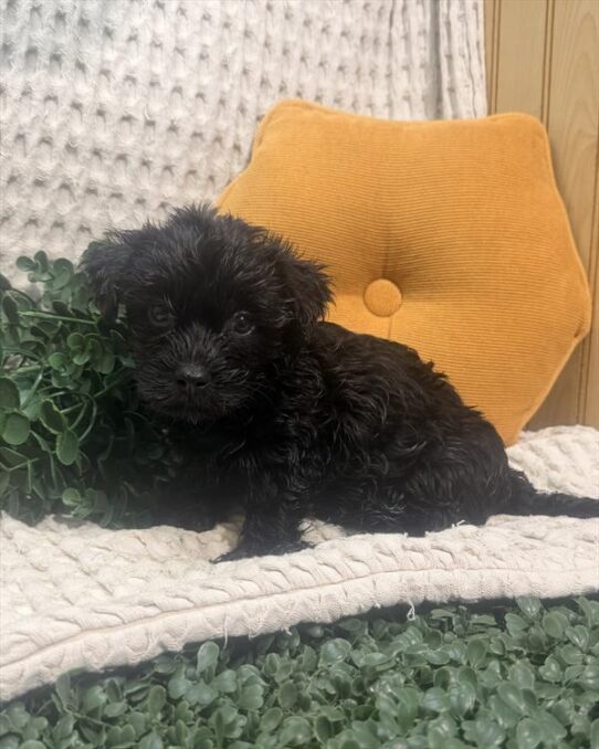 [#261074-01] Black M Morkie Puppies For Adoption