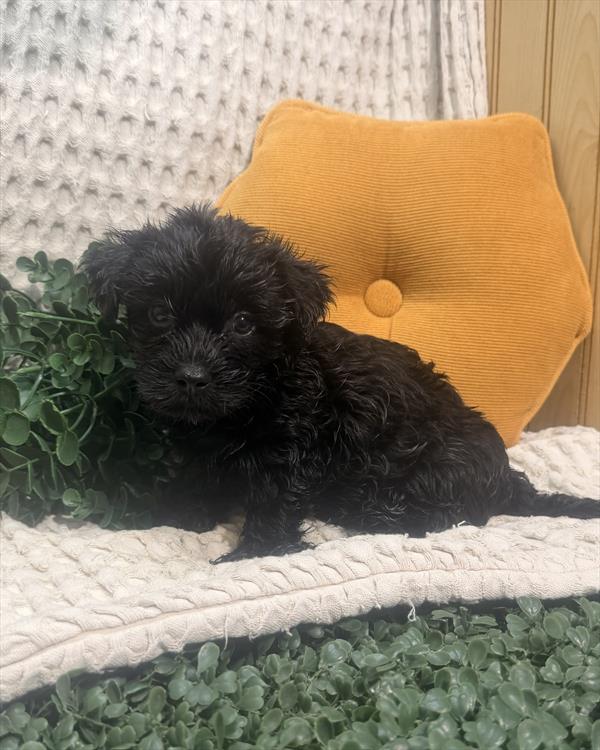 Morkie - 5965018 Image #1