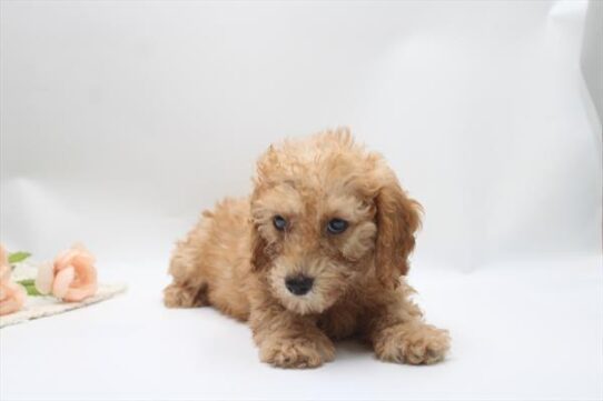 [#26850-03] Red M Poodle Mini Puppies For Adoption