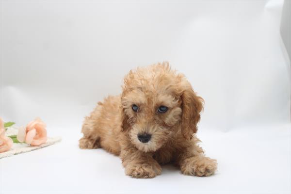 Fozzie Image #1