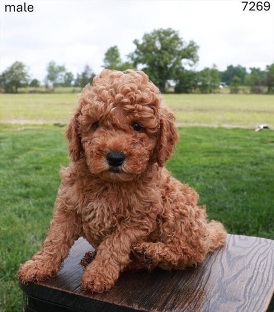 [#26319-01] Red M Poodle/Goldendoodle Mini Puppies For Adoption
