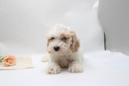 [#26852-04] White F Maltipoo Puppies For Adoption