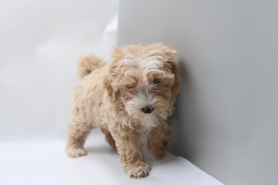[#26852-05] Apricot F Maltipoo Puppies For Adoption