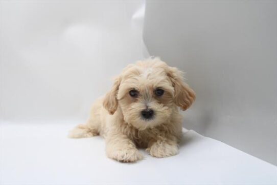 [#26846-03] Apricot M Teddy Bear Puppies For Adoption
