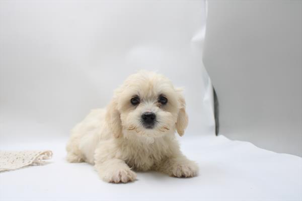 Teddy Bear - 5965003 Image #1