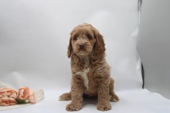 [#261177-03] Red M Cock A Poo Puppies For Adoption