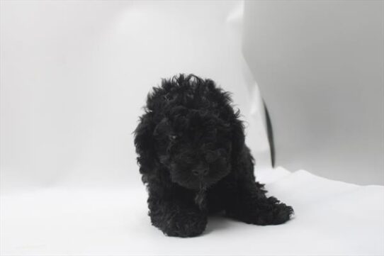 [#26973-03] Black M Poodle Mini Puppies For Adoption