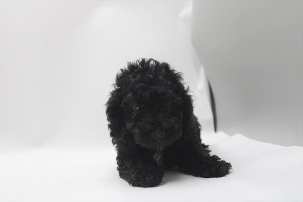Bandit Image #1
