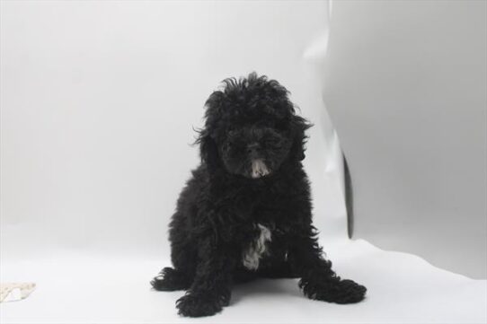 [#26973-04] Black F Poodle Mini Puppies For Adoption