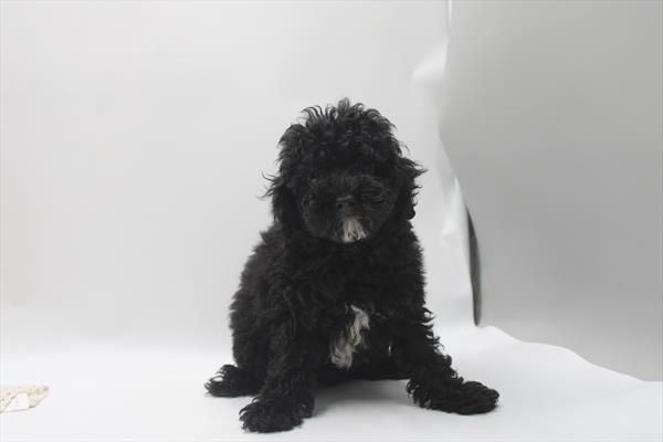 Poodle Mini - 5965022 Image #1