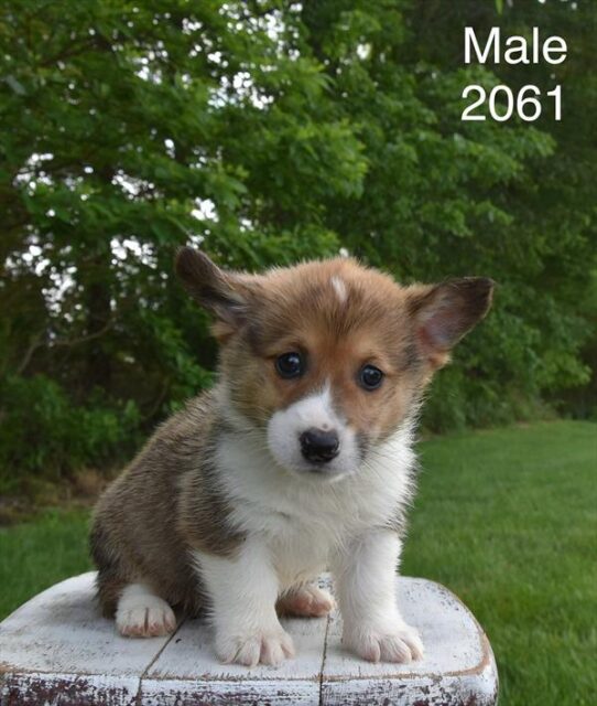 [#26306-01] Sable / White M Pembroke Welsh Corgi Puppies For Adoption