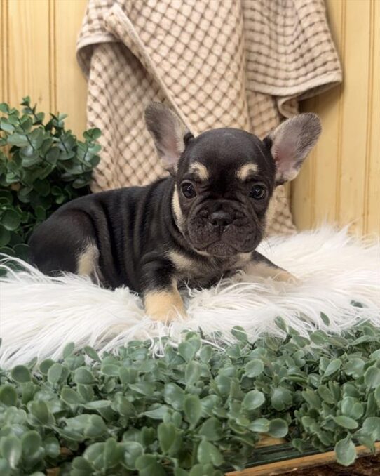 [#26988-02] Black / Tan F French Bulldog Puppies For Adoption