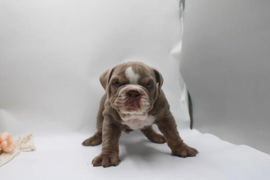 [#261421-01] Lilac M English Bulldog  Puppies For Adoption