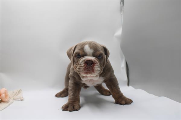 Bruno Image #1