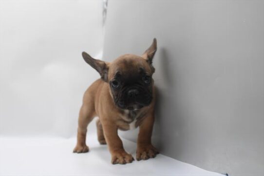 [#26912-01] Fawn M French Bulldog Puppies For Adoption