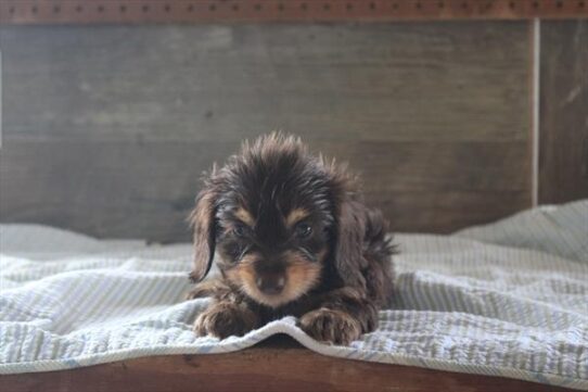 [#261366-02] Chocolate / Tan M Dachshund Puppies For Adoption