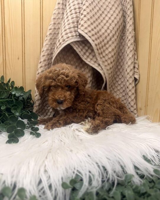 [#261040-05] Red / White M Poodle Mini Puppies For Adoption