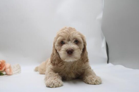 [#261177-04] Red F Cock A Poo Puppies For Adoption