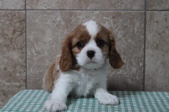 [#261313-02] Blenheim M Cavalier King Charles Spaniel Puppies For Adoption