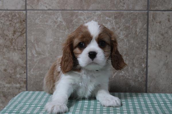 Archie Image #1