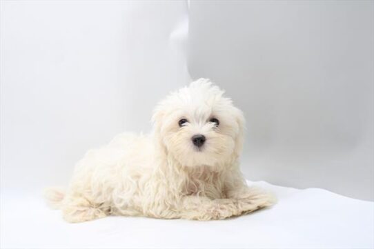 [#26888-01] White M Maltese Puppies For Adoption