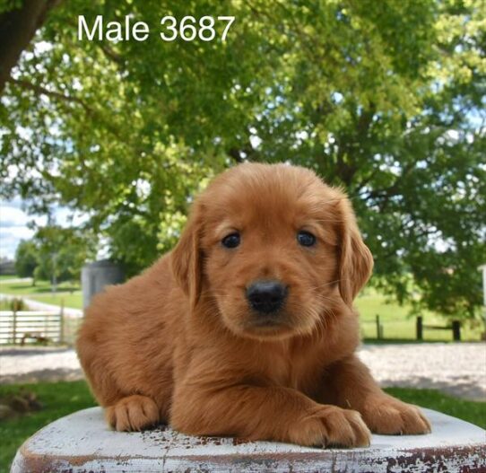 [#26357-02] Red M Golden Retriever Puppies For Adoption