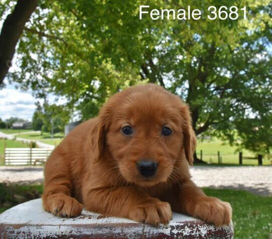 [#26357-03] Red F Golden Retriever Puppies For Adoption