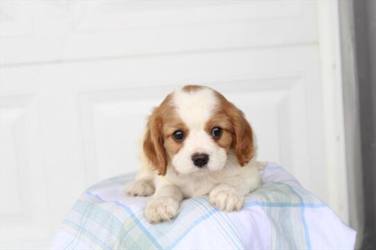 [#261688-02] Blenheim M Cavalier King Charles Spaniel Puppies For Adoption
