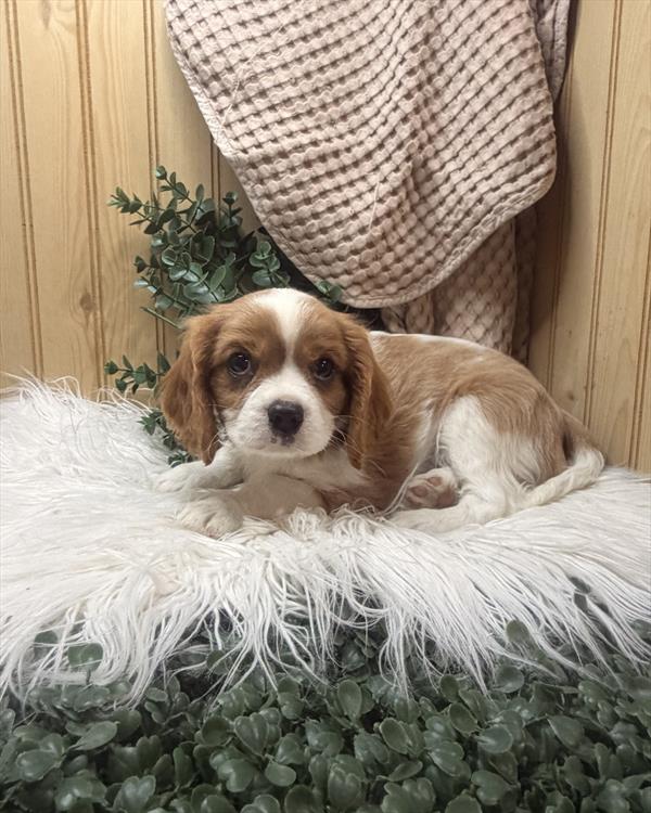 Cavalier King Charles Spaniel - 5965036 Image #1