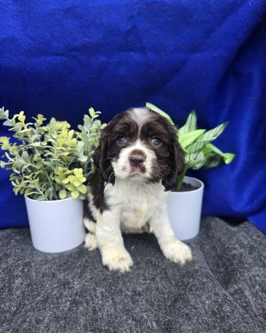 [#261391-04] Brown / White F Cocker Spaniel Puppies For Adoption
