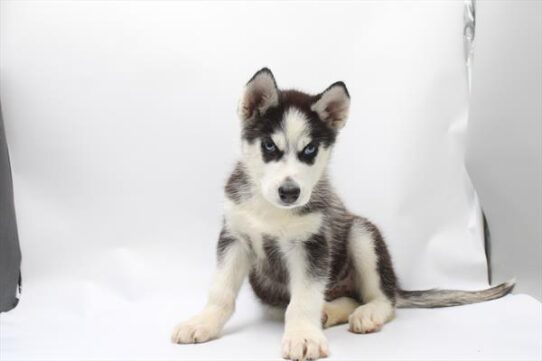 [#261587-03] Black / White M Siberian Husky Puppies For Adoption