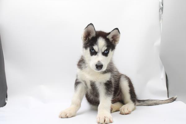 Siberian Husky - 5965032 Image #1