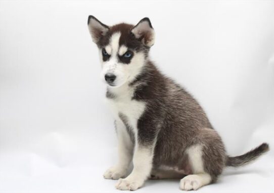 [#261587-08] Black / White F Siberian Husky Puppies For Adoption