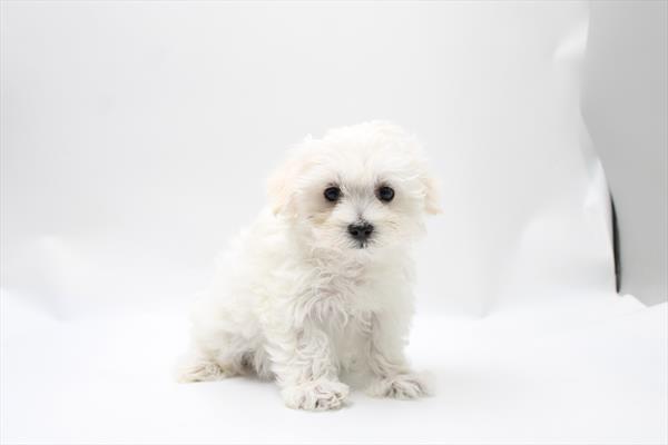 Tilly Image #1