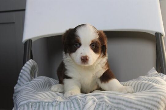 [#261362-07] Red Tan / White F Miniature American Shepherd Puppies For Adoption