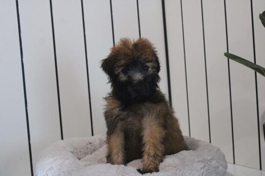 [#261432-05] Wheaten F Soft Coated Wheaten Terrier Puppies For Adoption