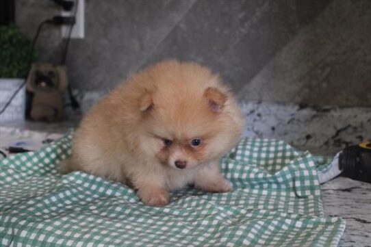 [#261343-02] Brown M Pomeranian Puppies For Adoption