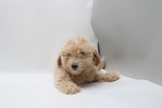 [#261143-01] Cream M Maltipoo Puppies For Adoption