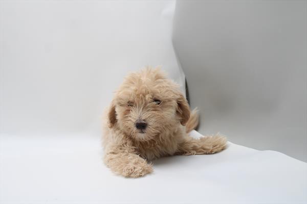 Charlie Image #1