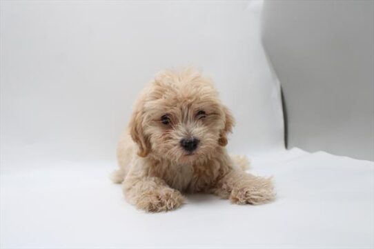 [#261143-02] Cream M Maltipoo Puppies For Adoption