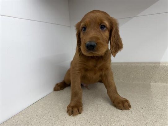[#261332-02] Mahogany M Irish Setter Puppies For Adoption