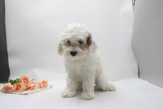 [#261266-03] White F Cock A Poo Puppies For Adoption
