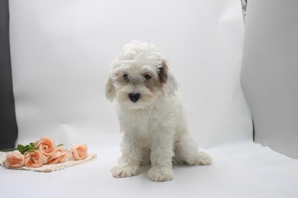 Zoey Image #1