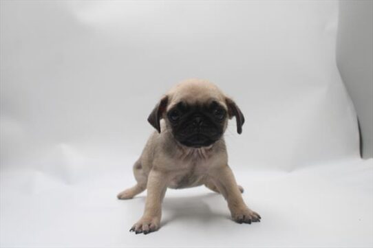 [#261300-05] Fawn F Pug Puppies For Adoption
